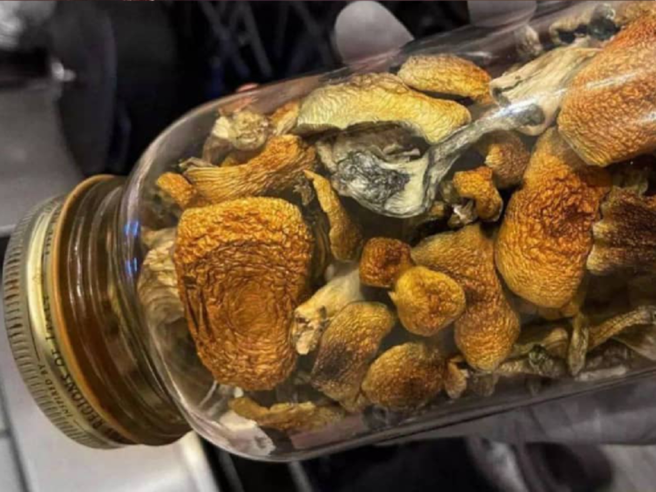 https://gomezshrooms.com/wp-content/uploads/2025/07/IMG_3767-2.jpg