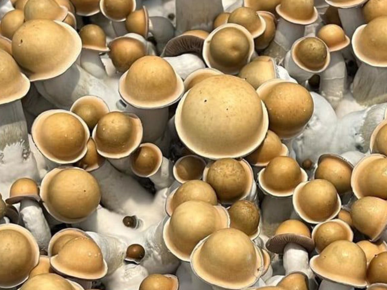 https://gomezshrooms.com/wp-content/uploads/2025/07/fungi-1.jpg